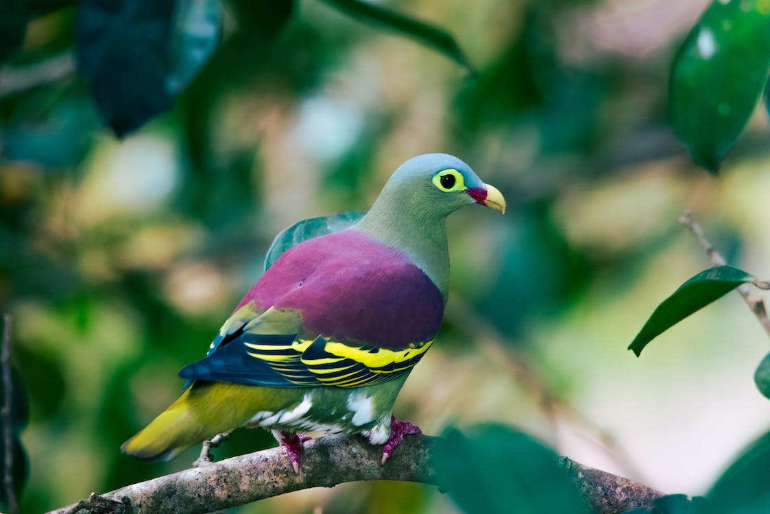 Green Pigeon